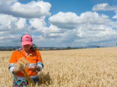 A complexa rede de energia, clima e conflitos que impulsiona os preços globais dos cereais A complexa rede de energia, clima e conflitos que impulsiona os preços globais dos cereais