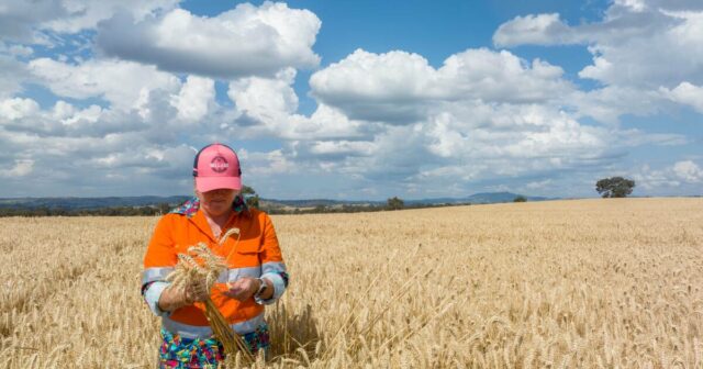 A complexa rede de energia, clima e conflitos que impulsiona os preços globais dos cereais

