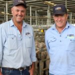 A crise na oferta de ovelhas na costa leste envia agentes em uma viagem de compras no oeste