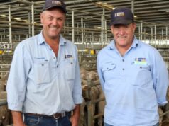 A crise na oferta de ovelhas na costa leste envia agentes em uma viagem de compras no oeste A crise na oferta de ovelhas na costa leste envia agentes em uma viagem de compras no oeste