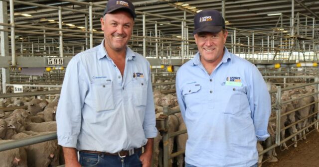 A crise na oferta de ovelhas na costa leste envia agentes em uma viagem de compras no oeste
