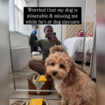 A dona estava preocupada, o cachorro estava 'miserável' na creche - então ela viu as fotos