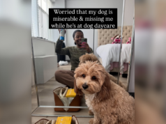 A dona estava preocupada, o cachorro estava ‘miserável’ na creche – então ela viu as fotos A dona estava preocupada, o cachorro estava 'miserável' na creche - então ela viu as fotos