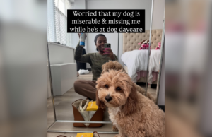 A dona estava preocupada, o cachorro estava ‘miserável’ na creche – então ela viu as fotos A dona estava preocupada, o cachorro estava 'miserável' na creche - então ela viu as fotos