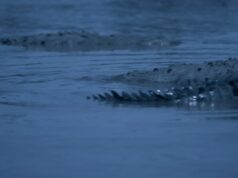 A fábula de fantasia feminista ‘Sereias’ de Alexandra Latishev encanta a Vitrine Filmes España (EXCLUSIVO) A fábula de fantasia feminista 'Sereias' de Alexandra Latishev encanta a Vitrine Filmes España (EXCLUSIVO)