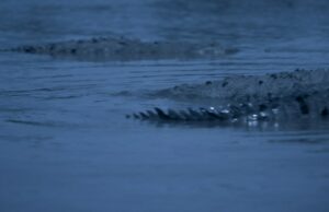 A fábula de fantasia feminista ‘Sereias’ de Alexandra Latishev encanta a Vitrine Filmes España (EXCLUSIVO) A fábula de fantasia feminista 'Sereias' de Alexandra Latishev encanta a Vitrine Filmes España (EXCLUSIVO)