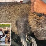 A invasão de roedores de 20 libras que causaram estragos na Califórnia pode ter sido intencional: autoridades