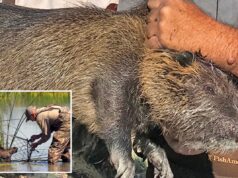 A invasão de roedores de 20 libras que causaram estragos na Califórnia pode ter sido intencional: autoridades A invasão de roedores de 20 libras que causaram estragos na Califórnia pode ter sido intencional: autoridades