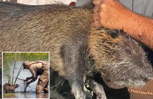 A invasão de roedores de 20 libras que causaram estragos na Califórnia pode ter sido intencional: autoridades A invasão de roedores de 20 libras que causaram estragos na Califórnia pode ter sido intencional: autoridades