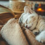 A mamãe gata de luto perde três gatinhos, o que ela faz com o último parte o coração