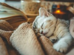 A mamãe gata de luto perde três gatinhos, o que ela faz com o último parte o coração A mamãe gata de luto perde três gatinhos, o que ela faz com o último parte o coração