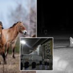 A paisagem radioativa de Chernobyl é uma prova da resiliência e do espírito de sobrevivência da natureza