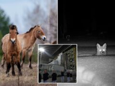 A paisagem radioativa de Chernobyl é uma prova da resiliência e do espírito de sobrevivência da natureza A paisagem radioativa de Chernobyl é uma prova da resiliência e do espírito de sobrevivência da natureza