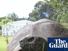 A tartaruga mais velha do mundo pega em esquema de morte criptográfica viral A tartaruga mais velha do mundo pega em esquema de morte criptográfica viral
