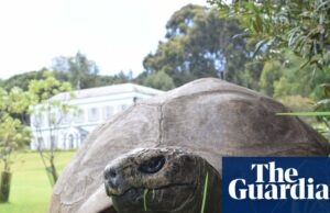 A tartaruga mais velha do mundo pega em esquema de morte criptográfica viral A tartaruga mais velha do mundo pega em esquema de morte criptográfica viral