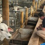 A tecnologia climática WA prova seu valor e reduz as emissões de metano do gado em mais de 50%.