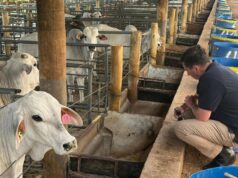 A tecnologia climática WA prova seu valor e reduz as emissões de metano do gado em mais de 50%. A tecnologia climática WA prova seu valor e reduz as emissões de metano do gado em mais de 50%.