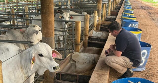 A tecnologia climática WA prova seu valor e reduz as emissões de metano do gado em mais de 50%.
