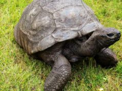 A vítima de queda de animal terrestre mais antiga do mundo é uma fraude criptográfica TOPO -