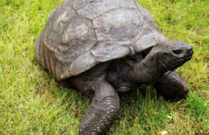 A vítima de queda de animal terrestre mais antiga do mundo é uma fraude criptográfica TOPO -