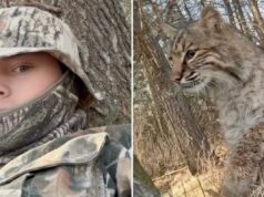Adolescente de Wisconsin atacado por lince durante caça ao peru em vídeo viral aterrorizante Adolescente de Wisconsin atacado por lince durante caça ao peru em vídeo viral aterrorizante