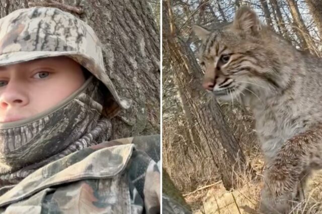 Adolescente de Wisconsin atacado por lince durante caça ao peru em vídeo viral aterrorizante
