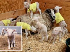 Agricultores em Vermont esperavam que uma ovelha tivesse gêmeos – ela acabou tendo sêxtuplos raros Um cordeiro branco está em primeiro plano, com sua mãe ovelha e outros cordeiros ao fundo em uma fazenda.