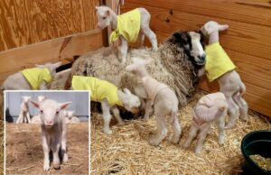 Agricultores em Vermont esperavam que uma ovelha tivesse gêmeos – ela acabou tendo sêxtuplos raros Um cordeiro branco está em primeiro plano, com sua mãe ovelha e outros cordeiros ao fundo em uma fazenda.