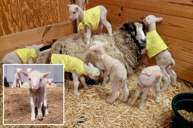 Um cordeiro branco está em primeiro plano, com sua mãe ovelha e outros cordeiros ao fundo em uma fazenda.