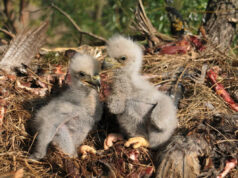 Águias americanas são sacrificadas após serem varridas do ninho durante tempestade Yahoo news home