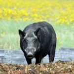 Uma figura do relatório do governo detalhando pesquisas que exploram o uso de drones térmicos para localizar javalis em Alberta.