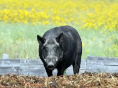 Alberta testa tecnologia de drones com tecnologia de IA na batalha contra javalis Uma figura do relatório do governo detalhando pesquisas que exploram o uso de drones térmicos para localizar javalis em Alberta.