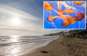 Alerta de picada de água-viva emitido para banhistas nas praias do SoCal Costa oceânica em Malibu, Califórnia, com edifícios residenciais ao longo da costa.