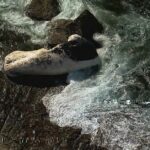 Várias praias ao sul de Sydney foram fechadas depois que uma baleia morta apareceu na costa.