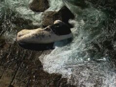 Algumas praias de Sydney foram fechadas quando baleia apareceu morta Várias praias ao sul de Sydney foram fechadas depois que uma baleia morta apareceu na costa.