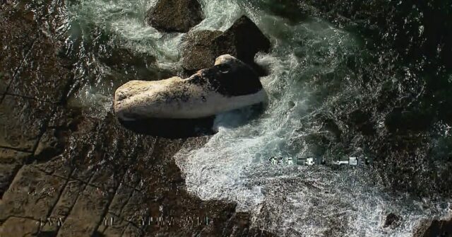 Várias praias ao sul de Sydney foram fechadas depois que uma baleia morta apareceu na costa.