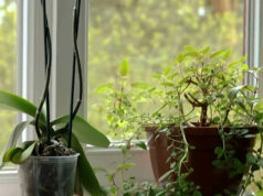 Alunos do Spelman College inventam uma maneira de as plantas falarem com a ajuda da IA Yahoo news home