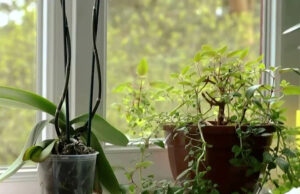 Alunos do Spelman College inventam uma maneira de as plantas falarem com a ajuda da IA Yahoo news home