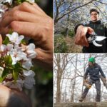 As flores de cerejeira do Central Park estão tendo uma temporada “muito boa” – graças à queda de neve recorde