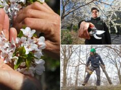 As flores de cerejeira do Central Park estão tendo uma temporada “muito boa” – graças à queda de neve recorde As flores de cerejeira do Central Park estão tendo uma temporada “muito boa” – graças à queda de neve recorde