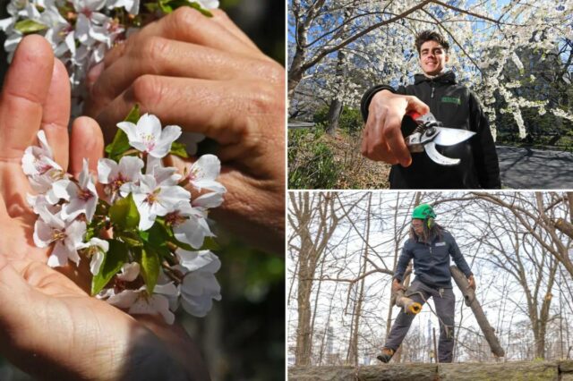 As flores de cerejeira do Central Park estão tendo uma temporada “muito boa” – graças à queda de neve recorde
