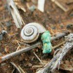 As pragas estão tomando conta furtivamente dos piquetes nas áreas de maior pluviosidade de WA