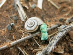 As pragas estão tomando conta furtivamente dos piquetes nas áreas de maior pluviosidade de WA As pragas estão tomando conta furtivamente dos piquetes nas áreas de maior pluviosidade de WA