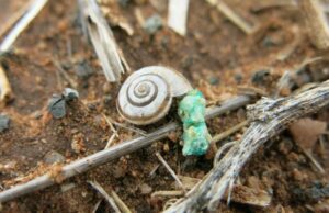 As pragas estão tomando conta furtivamente dos piquetes nas áreas de maior pluviosidade de WA As pragas estão tomando conta furtivamente dos piquetes nas áreas de maior pluviosidade de WA