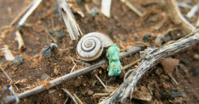 As pragas estão tomando conta furtivamente dos piquetes nas áreas de maior pluviosidade de WA
