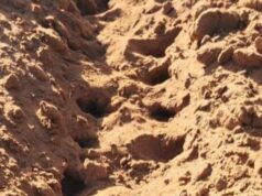 Assista ao vídeo: a praga dos ratos de terror é problemática à medida que a crise ocidental se intensifica Gregor Ouvido