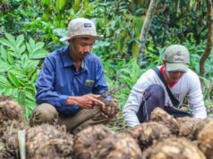 Astra Dorong Komoditas Unggulan Tingkatkan Pendapatan Masyarakat Lokal Astra Dorong Komoditas Unggulan Tingkatkan Pendapatan Masyarakat Lokal