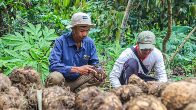 Astra Dorong Komoditas Unggulan Tingkatkan Pendapatan Masyarakat Lokal
