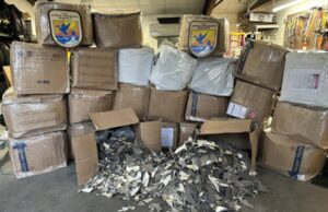 Autoridades apreendem 50 mil barbatanas de tubarão disfarçadas de peças de automóveis em portos dos EUA Vinte e seis caixas de barbatanas de tubarão apreendidas em Anchorage, Alabama (USFWS)