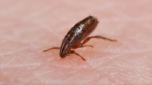 Autoridades de saúde relatam número recorde de casos de tifo Yahoo news home